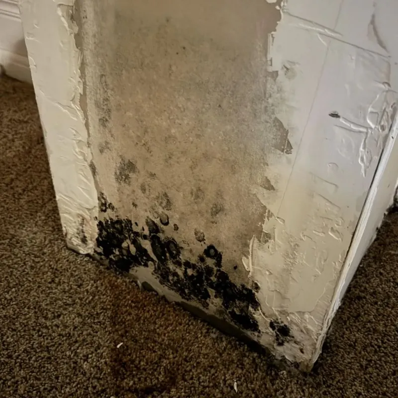 Professional Mold Removal in Bordentown, NJ